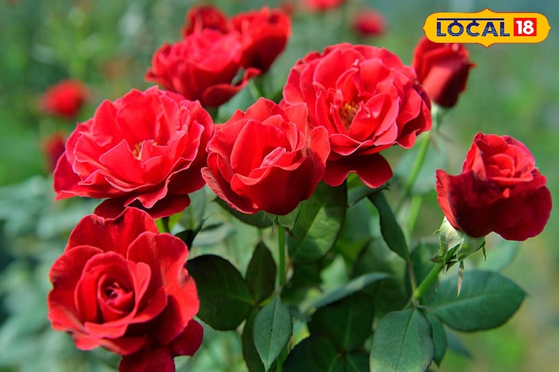 Flower farming business, Rose cultivation tips, local18, khargone letest news, Madhya Pradesh hindi news, agriculture news Flower farming business, Rose cultivation tips, local18, khargone letest news, Madhya Pradesh hindi news, agriculture news
