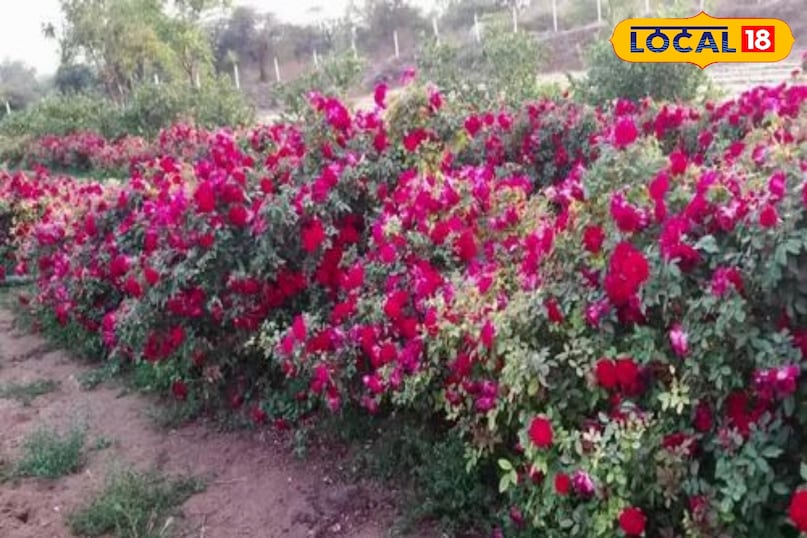 Kashmiri rose cultivation, Rose farming profit, Flower farming business, Rose cultivation tips, local18, khargone letest news, Madhya Pradesh hindi news, agriculture news Kashmiri rose cultivation, Rose farming profit, Flower farming business, Rose cultivation tips, local18, khargone letest news, Madhya Pradesh hindi news, agriculture news