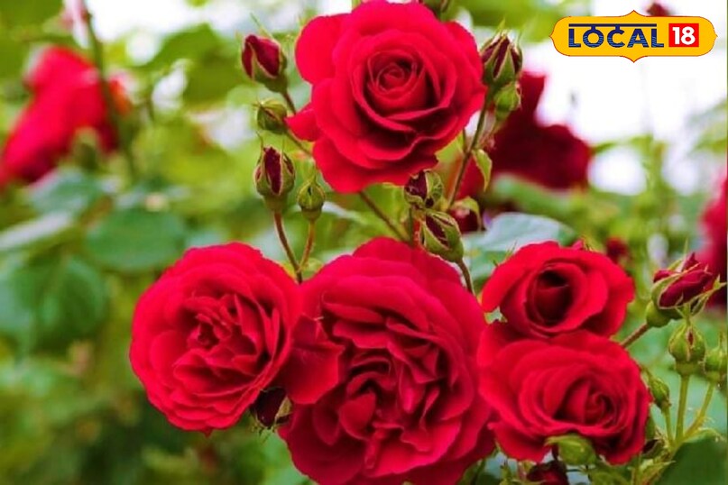 Kashmiri rose cultivation, Rose farming profit, Flower farming business, Rose cultivation tips, local18, khargone letest news, Madhya Pradesh hindi news, agriculture news Kashmiri rose cultivation, Rose farming profit, Flower farming business, Rose cultivation tips, local18, khargone letest news, Madhya Pradesh hindi news, agriculture news
