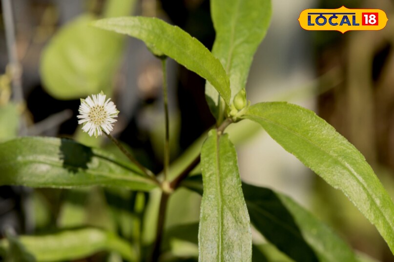 आयुर्वेदिक टिप्स 