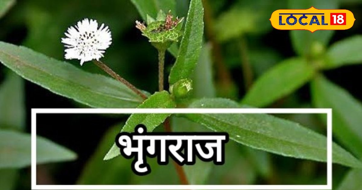 Bhringraj: The Ayurvedic Herb That Enhances Hair, Immunity, and Overall ...