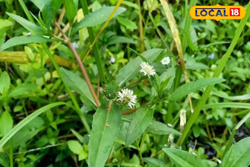 आयुर्वेदिक टिप्स 