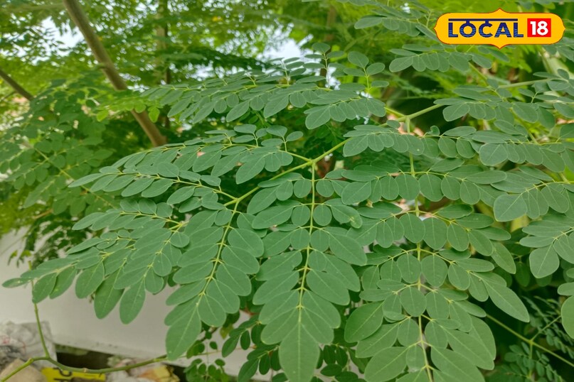 Mau news, local news, latest news, up news, health news