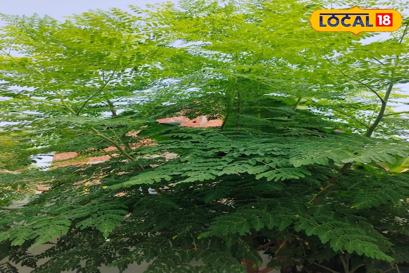 Mau news, local news, latest news, up news, health news