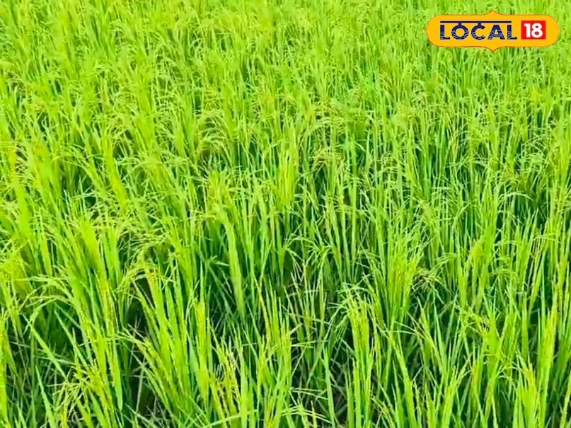 धान की फसल धान की फसल