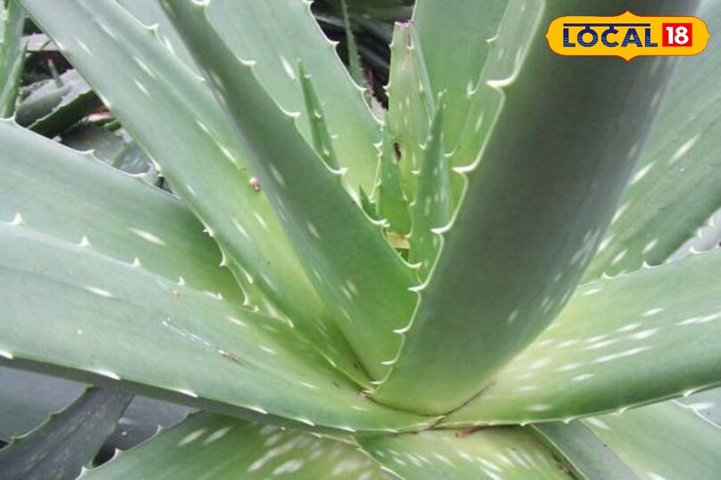 सिर्फ एलोवेरा से पाएं पार्लर जैसा ग्लास स्किन ग्लो – आसान होम रूटीन 