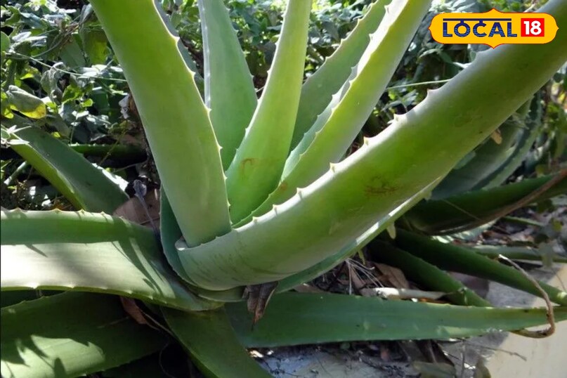 सिर्फ एलोवेरा से पाएं पार्लर जैसा ग्लास स्किन ग्लो – आसान होम रूटीन 