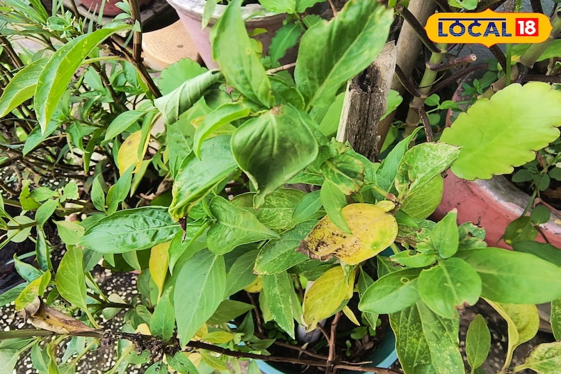 भीलवाड़ा