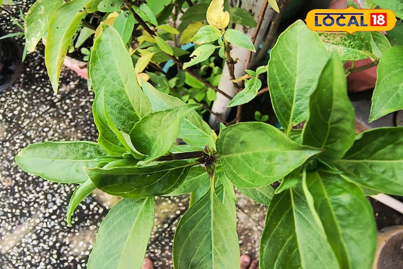 भीलवाड़ा