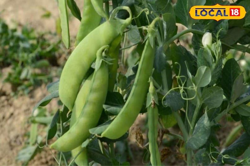 local18, khargone letest news, Madhya Pradesh hindi news, agriculture tips, pea farming tips, मटर खेती का सही समय