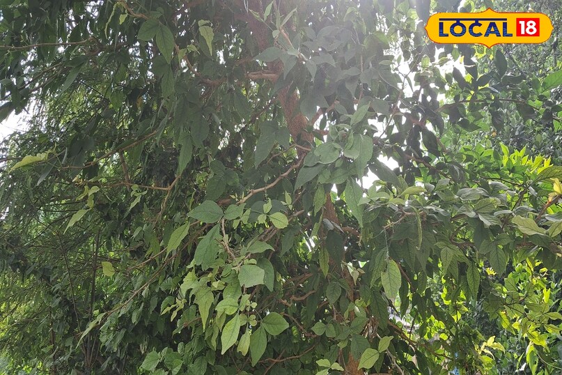 औषधीय पौधा सेहत के लिए फायदेमंद बेल का पौधा देता है फायदा हेल्थ टिप्स फिटनेस अमेठी उत्तर प्रदेश न्यूज़ 18 हिंदी