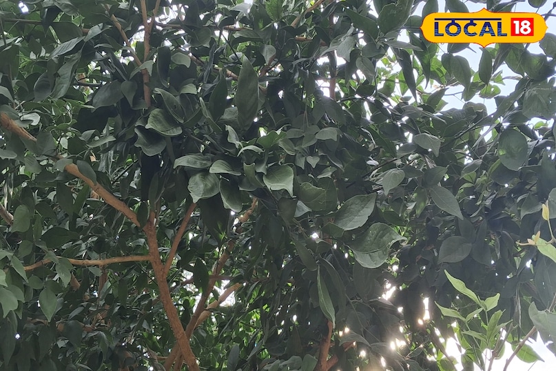 औषधीय पौधा सेहत के लिए फायदेमंद बेल का पौधा देता है फायदा हेल्थ टिप्स फिटनेस अमेठी उत्तर प्रदेश न्यूज़ 18 हिंदी