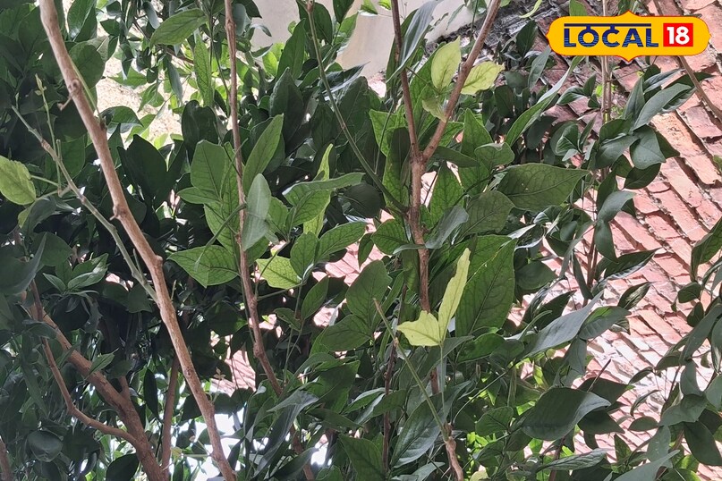 औषधीय पौधा सेहत के लिए फायदेमंद बेल का पौधा देता है फायदा हेल्थ टिप्स फिटनेस अमेठी उत्तर प्रदेश न्यूज़ 18 हिंदी औषधीय पौधा सेहत के लिए फायदेमंद बेल का पौधा देता है फायदा हेल्थ टिप्स फिटनेस अमेठी उत्तर प्रदेश न्यूज़ 18 हिंदी