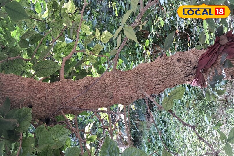 औषधीय पौधा सेहत के लिए फायदेमंद बेल का पौधा देता है फायदा हेल्थ टिप्स फिटनेस अमेठी उत्तर प्रदेश न्यूज़ 18 हिंदी औषधीय पौधा सेहत के लिए फायदेमंद बेल का पौधा देता है फायदा हेल्थ टिप्स फिटनेस अमेठी उत्तर प्रदेश न्यूज़ 18 हिंदी