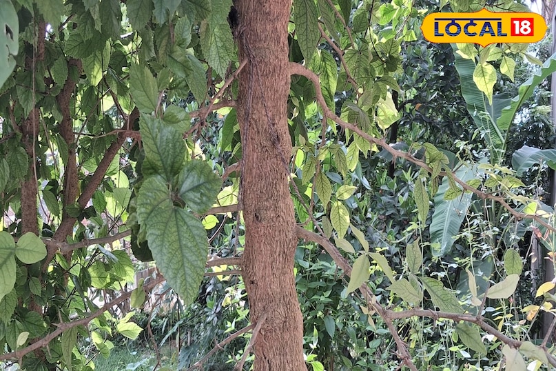 औषधीय पौधा सेहत के लिए फायदेमंद बेल का पौधा देता है फायदा हेल्थ टिप्स फिटनेस अमेठी उत्तर प्रदेश न्यूज़ 18 हिंदी