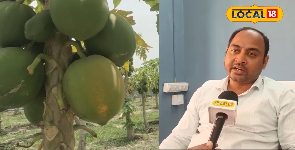 90000 तक सब्सिडी, 35 हेक्टेयर में खेती; बेगूसराय में किसान होंगे मालामाल