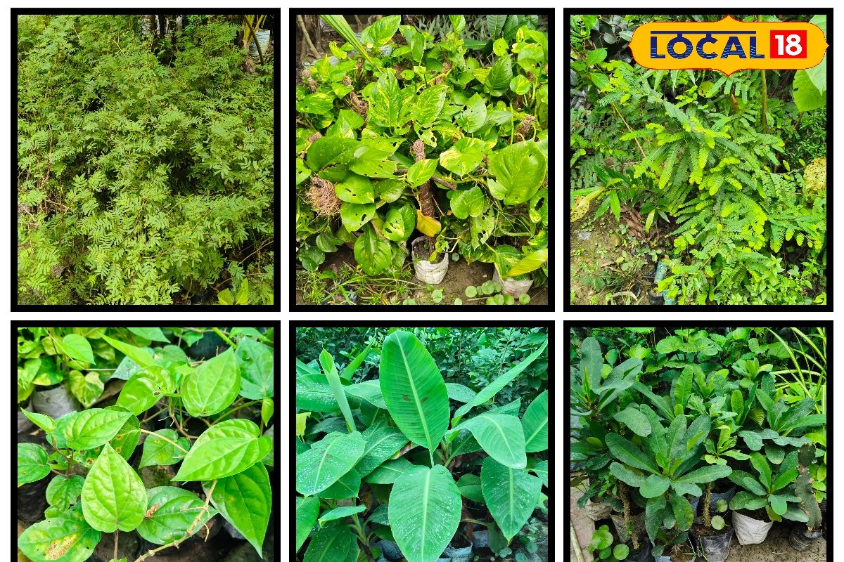 घर में पॉजिटिव एनर्जी लाते हैं ये 5 पौधे, लगाने से मां लक्ष्मी की होती है कृपा