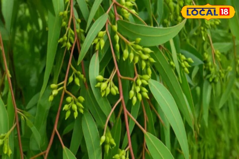 जल्दी से अपना ही यह उपाय जल्दी से अपना ही यह उपाय