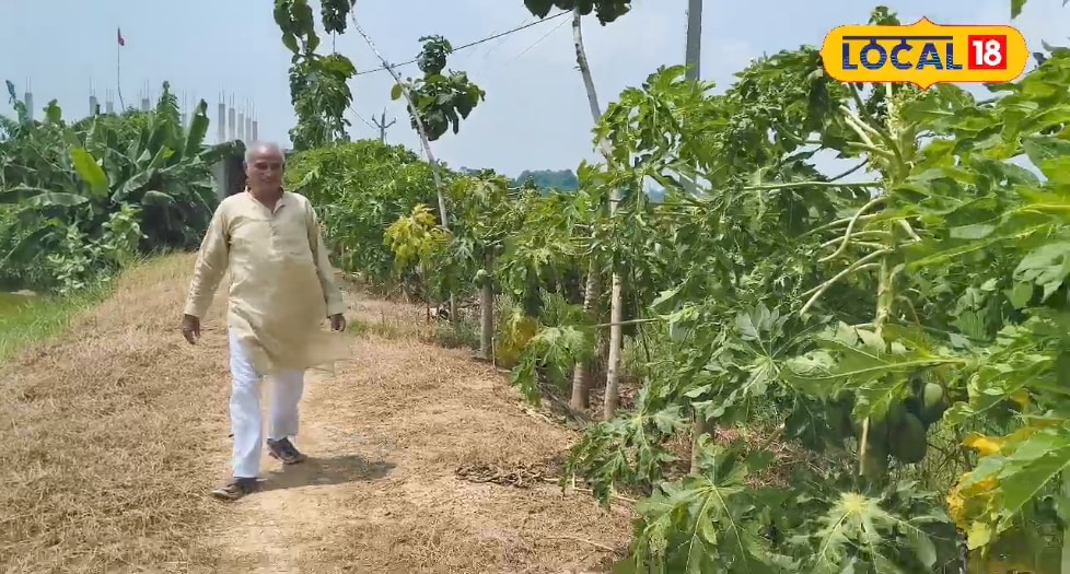 1 एकड़, 700 पौधे... इस फल की खेती से किसान बन सकते हैं मालामाल