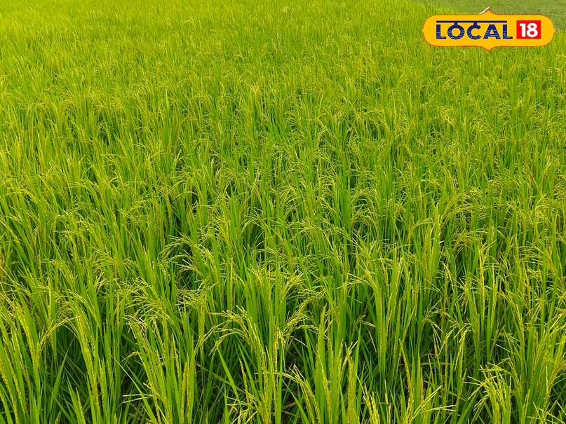 धान कि फसल धान कि फसल