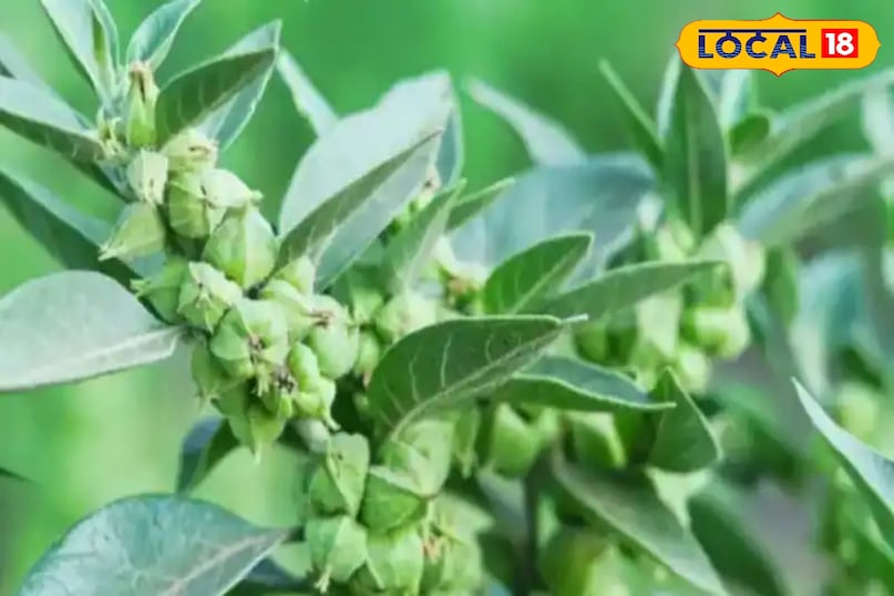 यह शरीर मे इम्युनिटी को बढ़ाता है