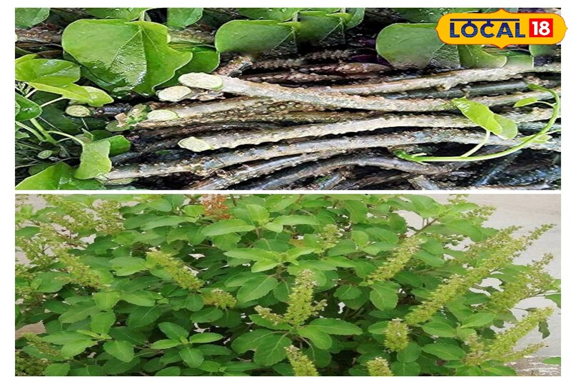 गिलोय और तुलसी.