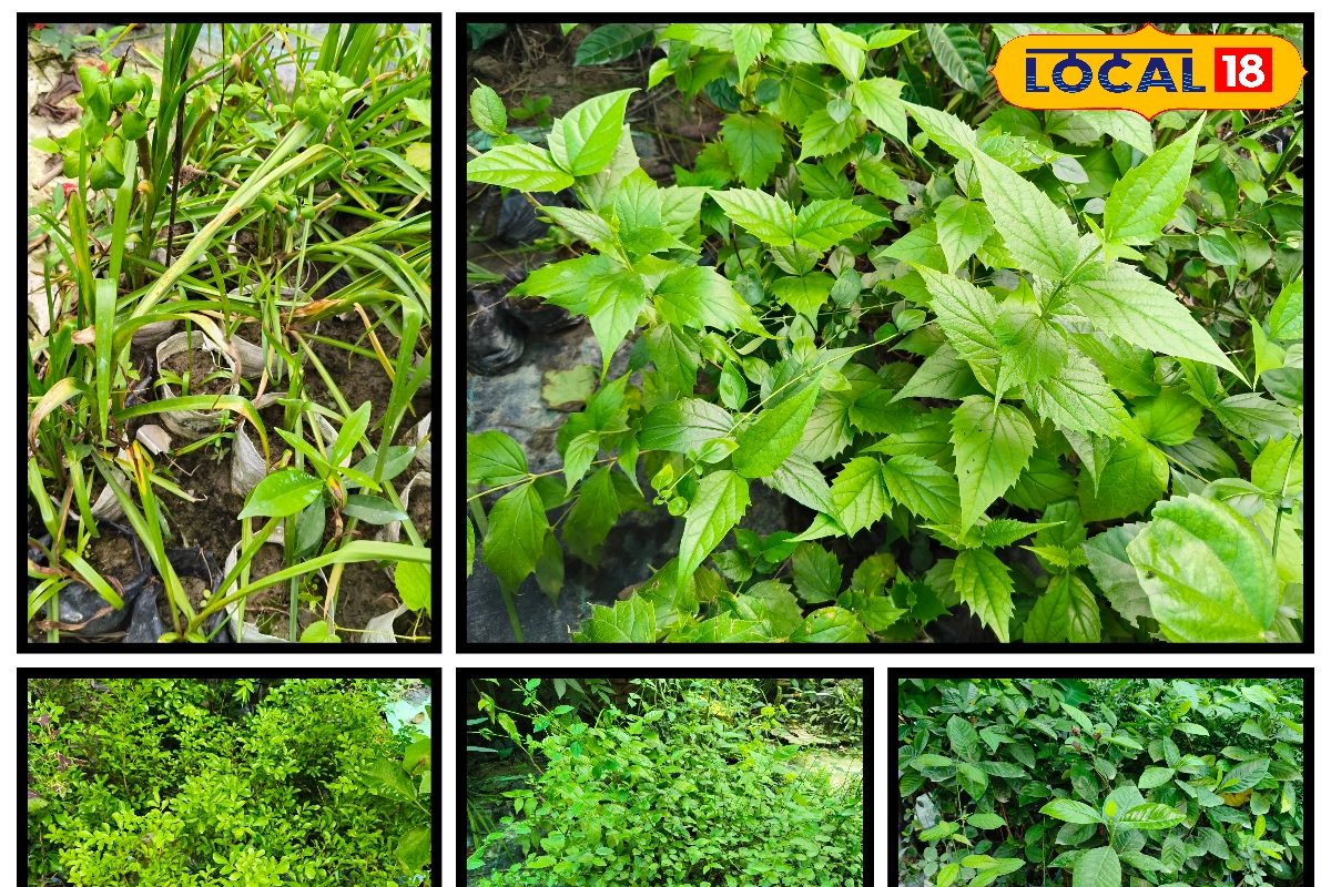 छत पर लगाएं ये 5 खुशबूदार पौधे, आते बहुत काम, हेल्थ करें ठीक, बदलें घर का Aura