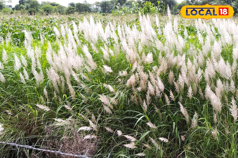 खेतों की यह घास बताती है बारिश का हाल खेतों की यह घास बताती है बारिश का हाल