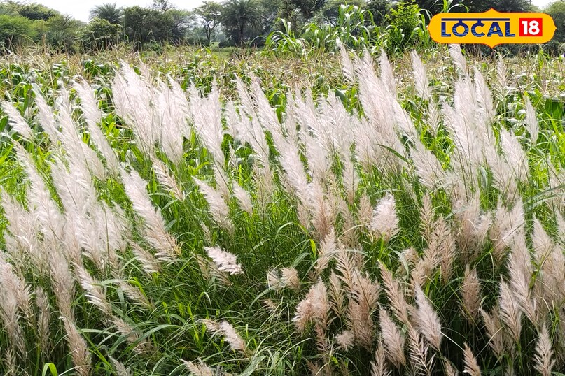 मौसम बारिश विदाई मौसम बारिश विदाई
