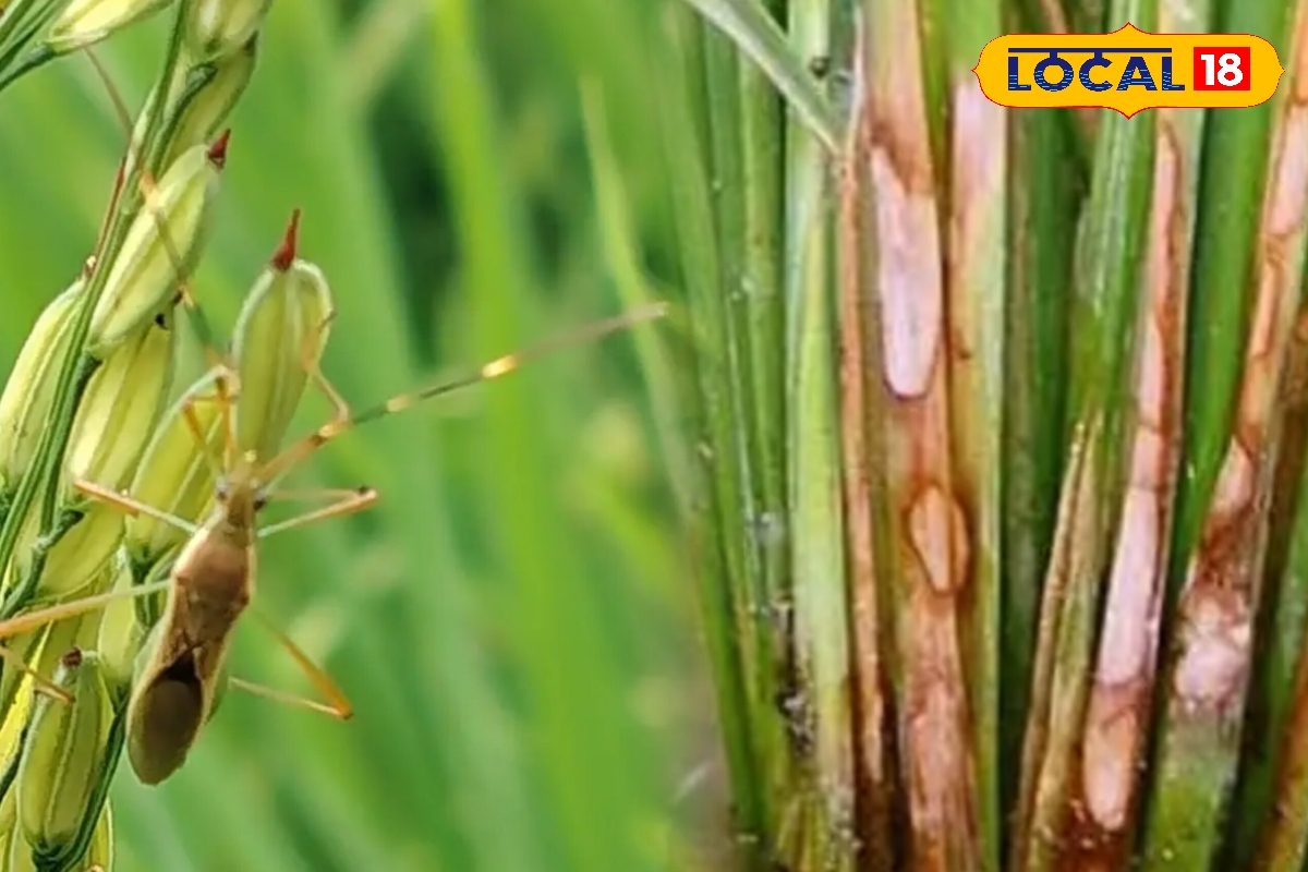 Agri Tips:धान की फसल पर मंडरा रहा बड़ा खतरा, जल्दी करें ये जरूरी उपाय, वरना...