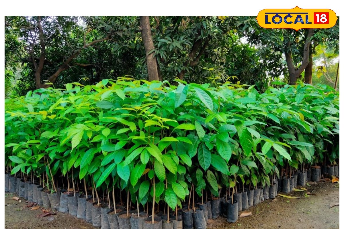 15 वर्षों में होंगे 4 करोड़ के आदमी, एक बार लगाना है ये पौधा, है खूब डिमांड