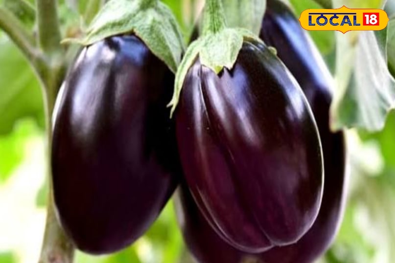 बैंगन
