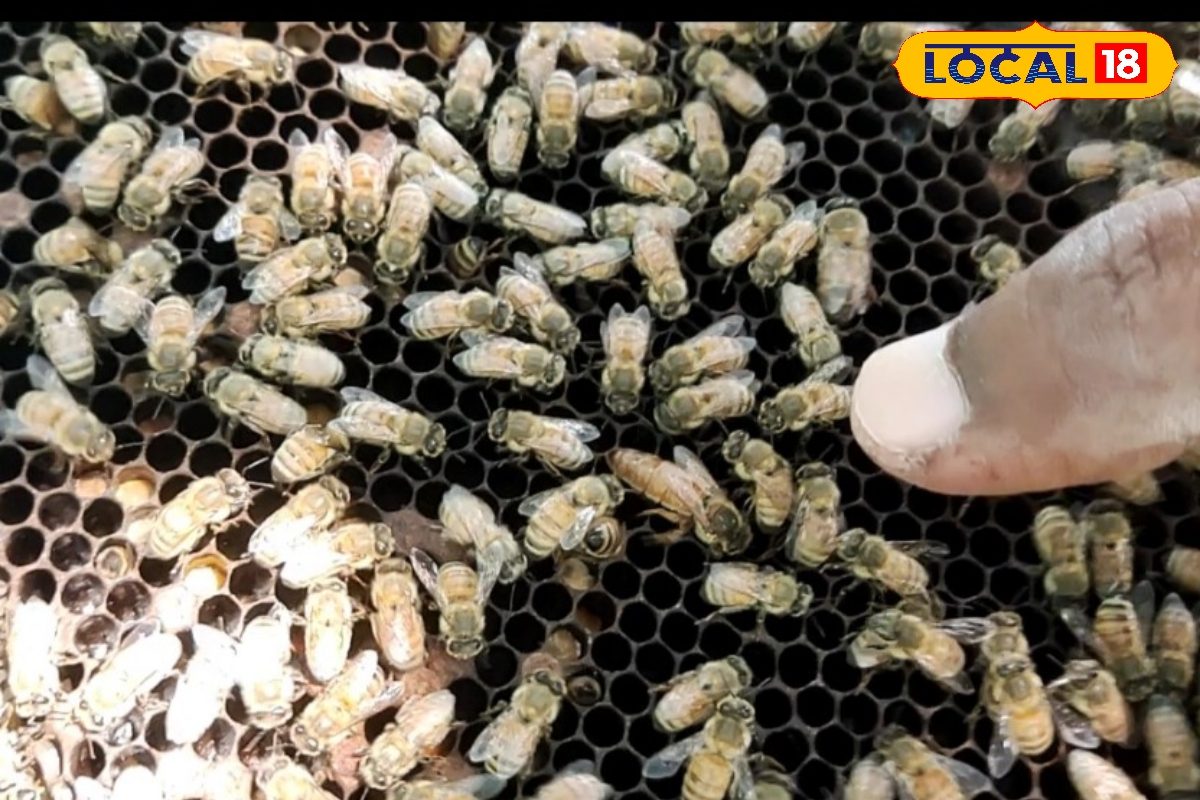 GK: क्या आप जानते हैं? मधुमक्खियां भी लेती हैं नींद, मगर बिल्कुल अलग अंदाज में