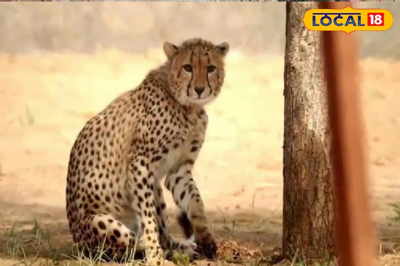 Cheetah cub survival story, Poster girl of Project Cheetah, local18, shyopur letest news, Madhya Pradesh hindi news Cheetah cub survival story, Poster girl of Project Cheetah, local18, shyopur letest news, Madhya Pradesh hindi news