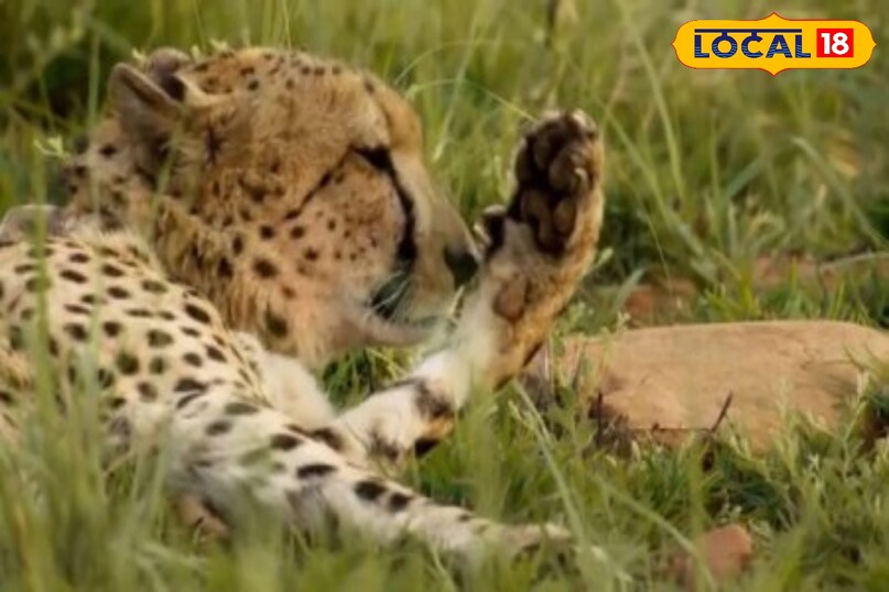 Cheetah cub survival story, Poster girl of Project Cheetah, local18, shyopur letest news, Madhya Pradesh hindi news Cheetah cub survival story, Poster girl of Project Cheetah, local18, shyopur letest news, Madhya Pradesh hindi news