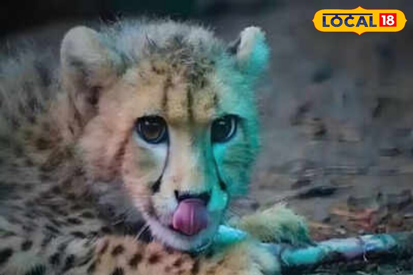 Cheetah cub survival story, Poster girl of Project Cheetah, local18, shyopur letest news, Madhya Pradesh hindi news Cheetah cub survival story, Poster girl of Project Cheetah, local18, shyopur letest news, Madhya Pradesh hindi news