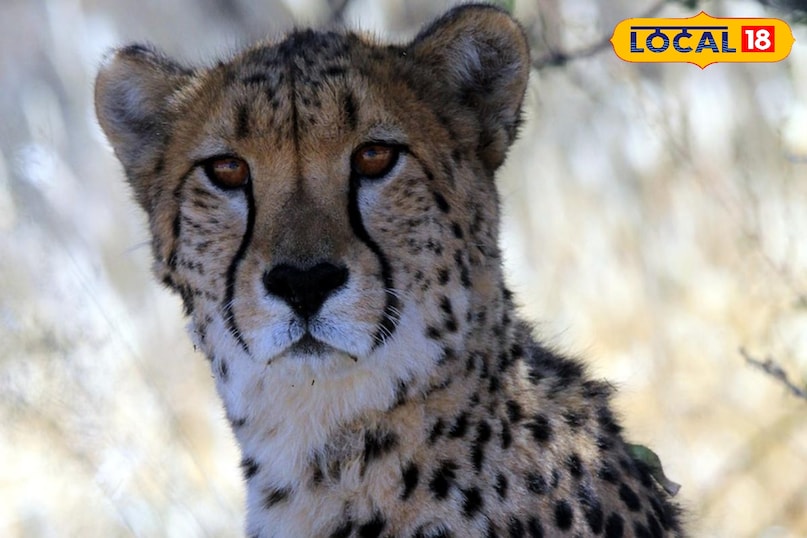Cheetah cub survival story, Poster girl of Project Cheetah, local18, shyopur letest news, Madhya Pradesh hindi news Cheetah cub survival story, Poster girl of Project Cheetah, local18, shyopur letest news, Madhya Pradesh hindi news