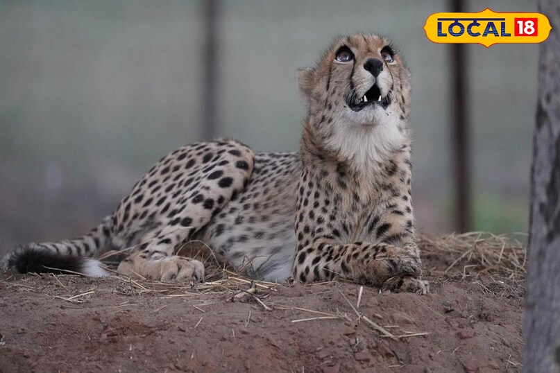 Cheetah cub survival story, Poster girl of Project Cheetah, local18, shyopur letest news, Madhya Pradesh hindi news Cheetah cub survival story, Poster girl of Project Cheetah, local18, shyopur letest news, Madhya Pradesh hindi news