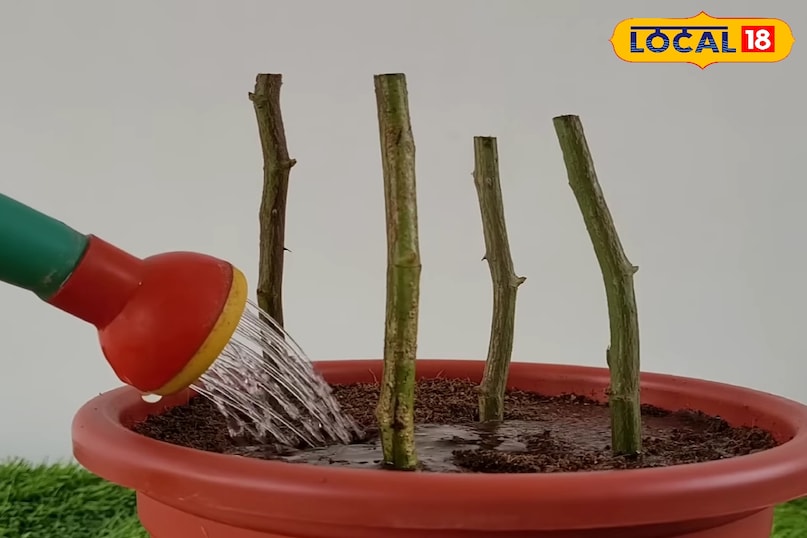 बरसात में चावल को सुरक्षित कैसे रखें, बरसात में चावल को स्टोर कैसे करें, बरसात में चावल को कीड़ों से कैसे बचाएं, लोकल 18, How to keep rice safe in rainy season, how to store rice in rainy season, how to protect rice from insects in rainy season, Local 18