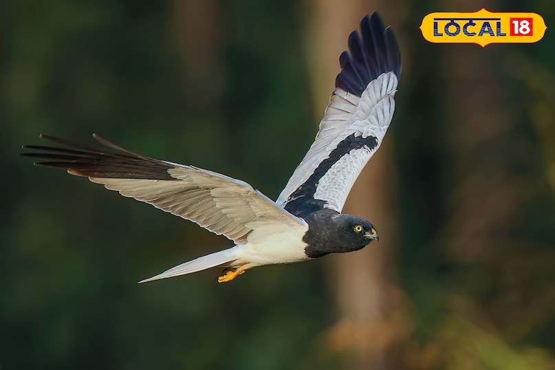 pied harrier 