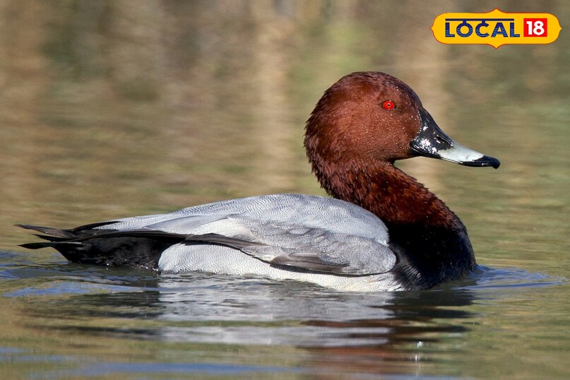 common pochard 