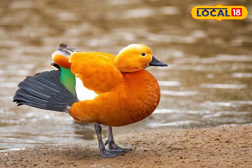 ruddy shelduck 