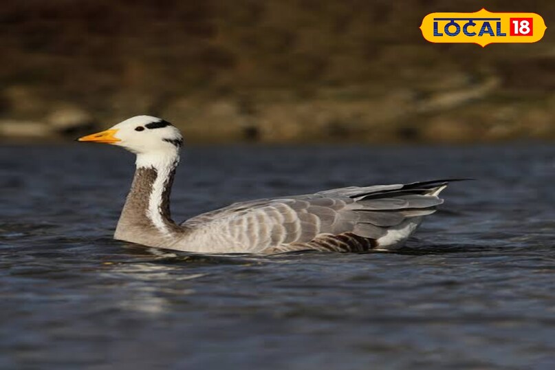 bar headed goose