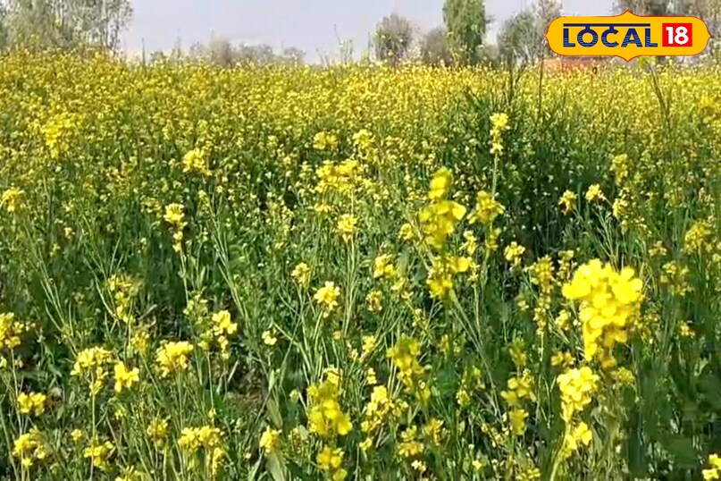 oil mustard oil mustard