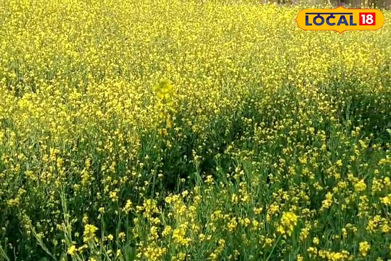 mustard oil farming mustard oil farming