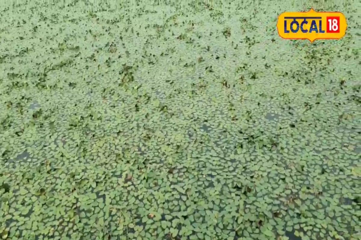 जमीन नहीं.. पानी में उगता है यह फल, साल में 2 महीने बाजार में मचाता है धमाल