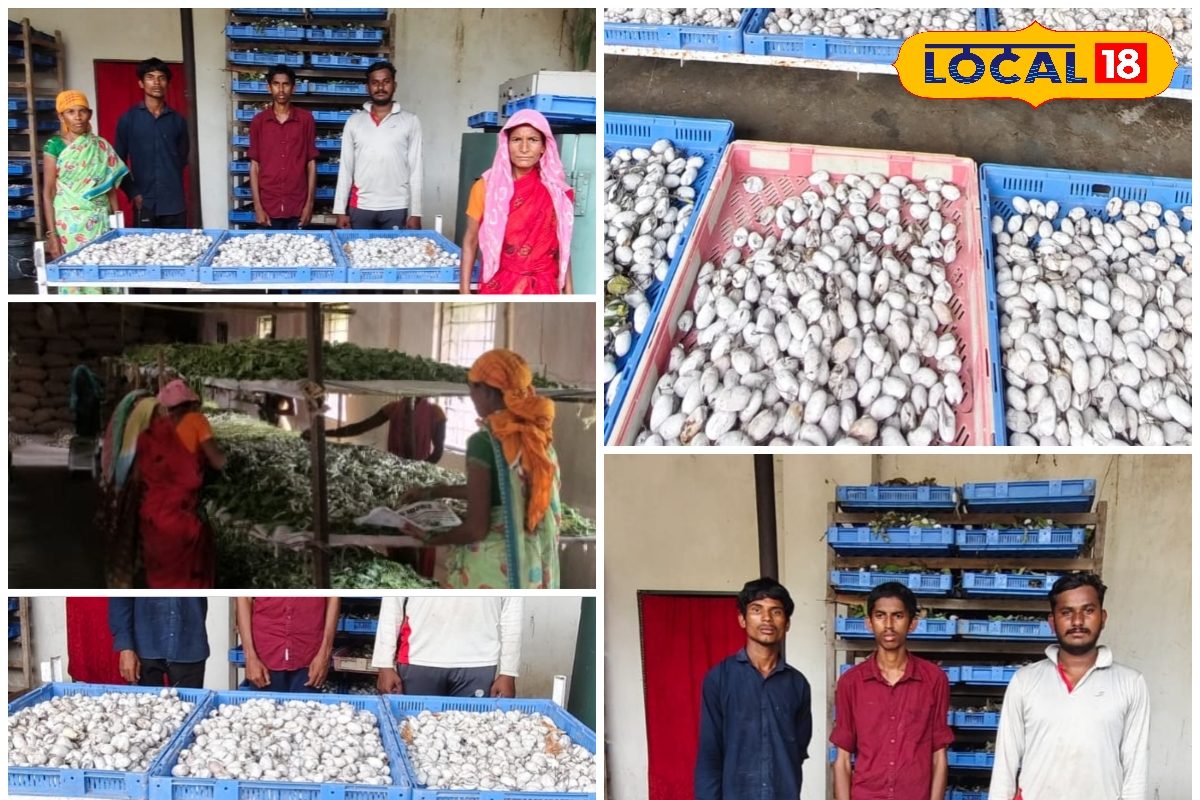 Agri: रेशम कीट पालन की फसल में रिकॉर्ड आमदनी, जाने मुनाफा बढ़ानें का सीक्रेट