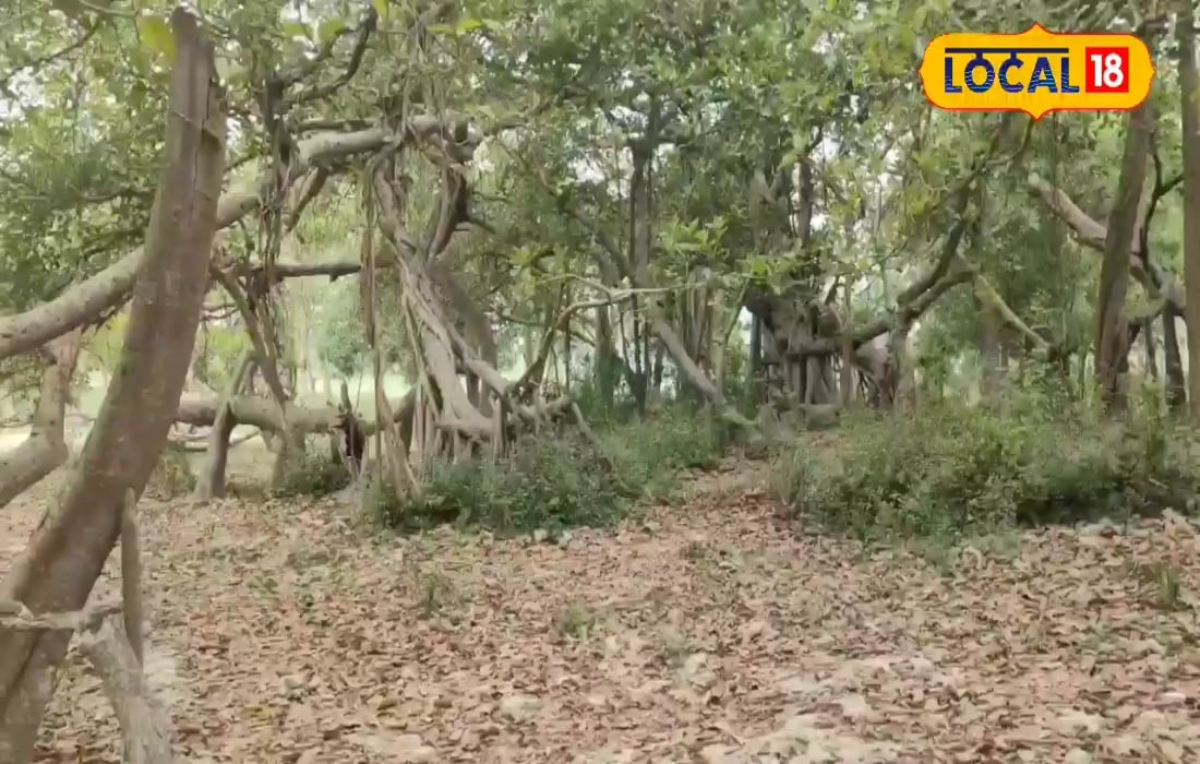 पांच धुर से पांच एकड़ में फैल गया यह पेड़, क्षेत्र की उन्नति का बना पहचान