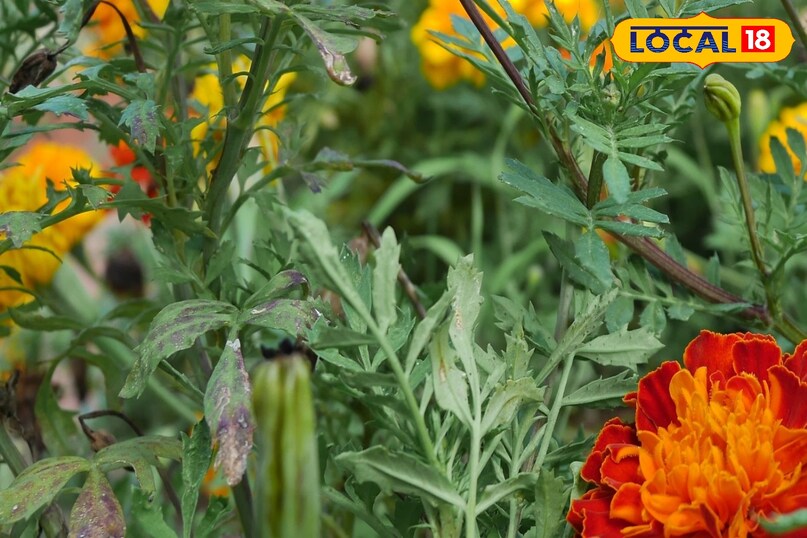 Marigold farming, Alternaria disease in marigold, Fungal disease in flowers, Flower farming tips, local18, khargone letest news, Madhya Pradesh hindi news 