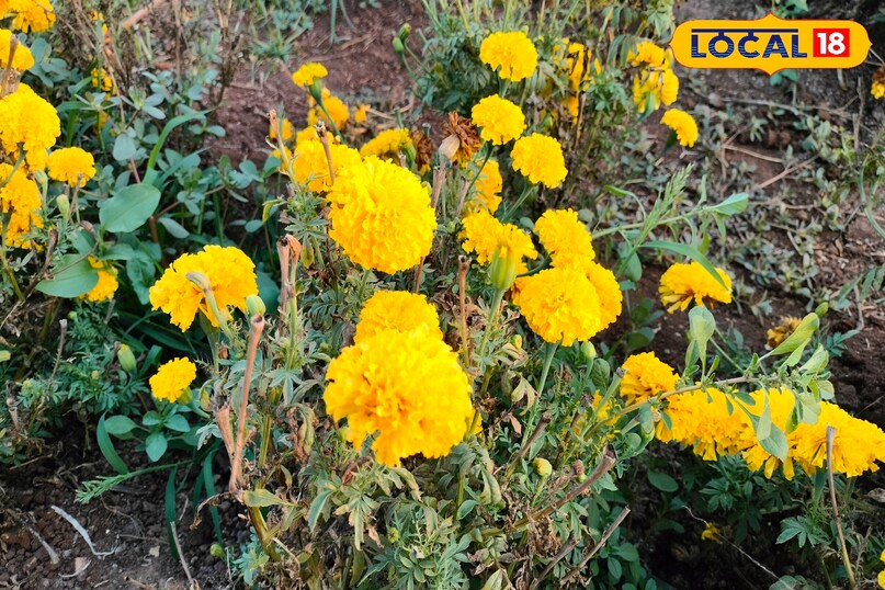 Marigold farming, Alternaria disease in marigold, Fungal disease in flowers, Flower farming tips, local18, khargone letest news, Madhya Pradesh hindi news 